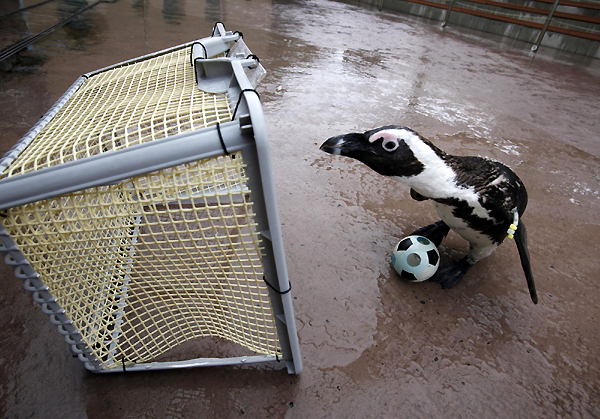 Penguins play soccer amid World Cup fever