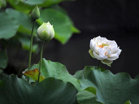 Beautiful lotuses in Taipei botanical garden