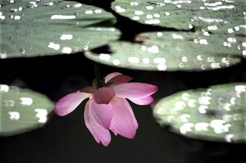 Beautiful lotuses in Taipei botanical garden