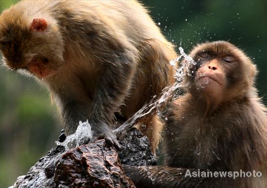 Zoo monkeys cool down with water