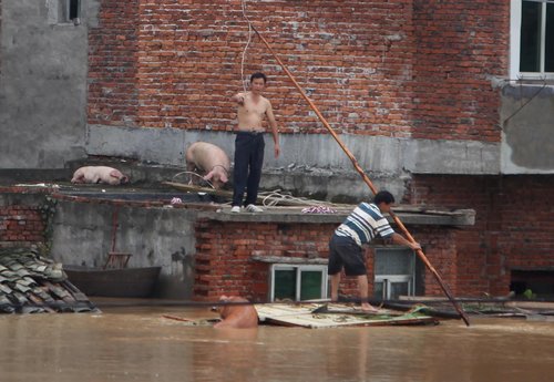 Farmers save pigs from flood