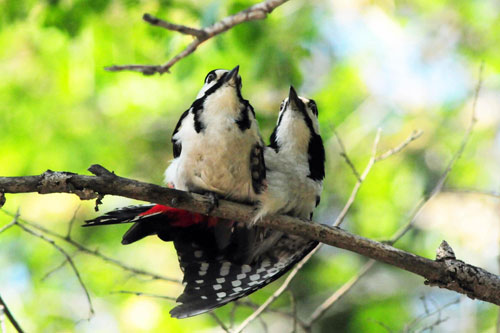 Love story of woodpecker couple