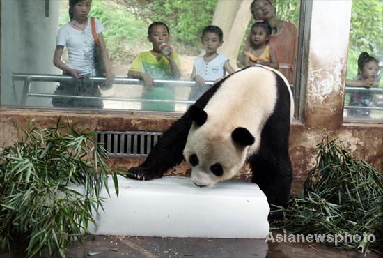 Ice blocks help pandas cool down