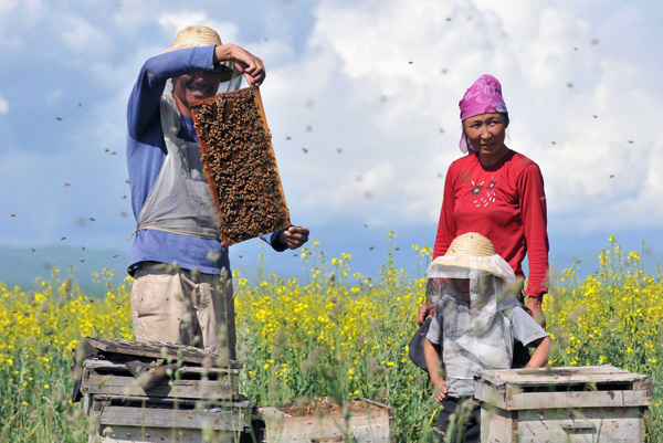 Farmers busy as bees collecting nectar