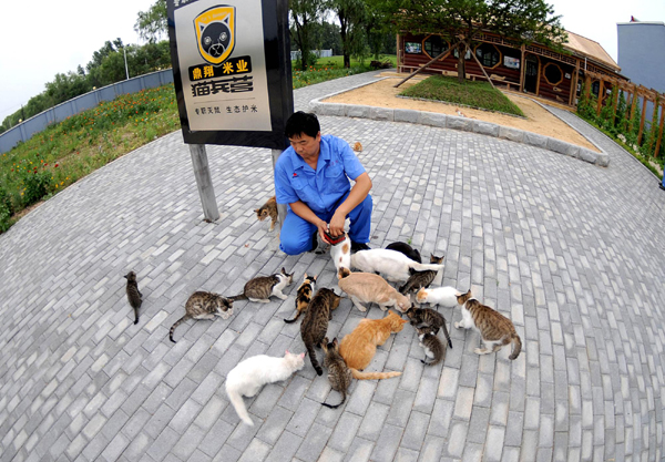 'Feline captain' and his 100 cats