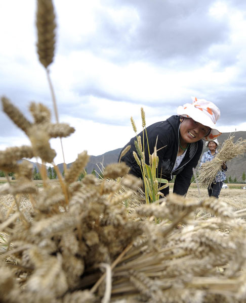 Tibet embraces harvest season