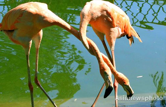 Flamingos in love