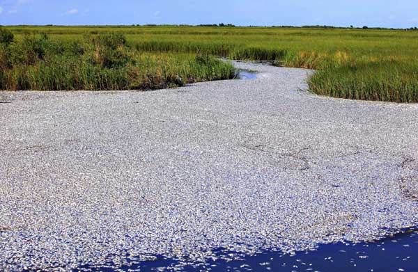 Massive fish kill reported in Louisiana, US