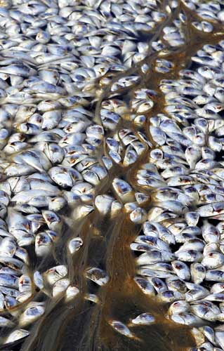 Massive fish kill reported in Louisiana, US