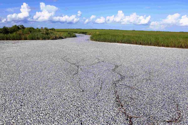 Massive fish kill reported in Louisiana, US