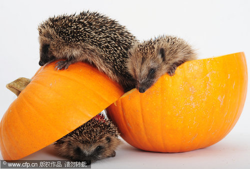 Prickly Halloween treat for hedgehogs