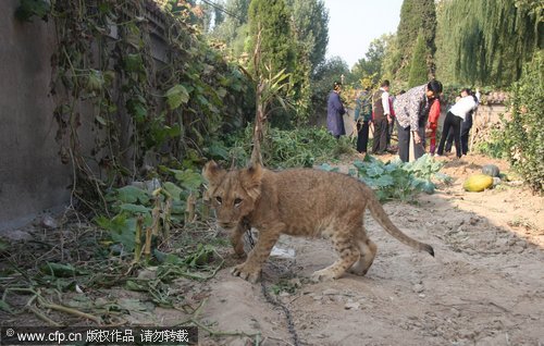 Liger keeps watch on vegetable field