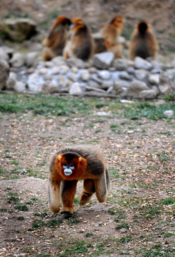 Golden monkeys in forest get help from government