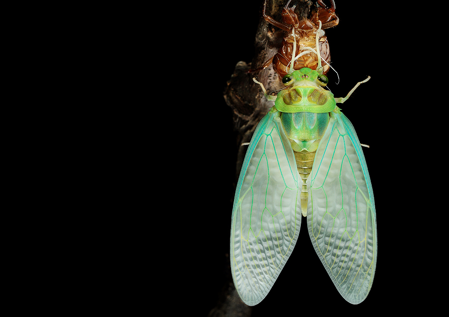 The world of cicadas - photos by Zhong Ming