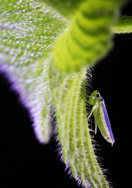 Zhong Ming's Book of Insects