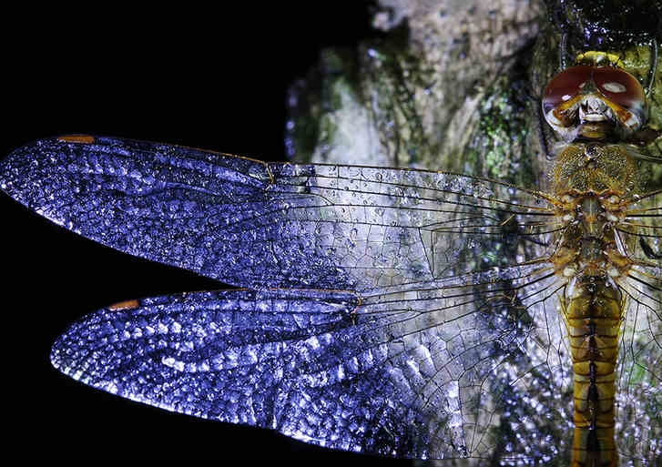 Zhong Ming's Book of Insects