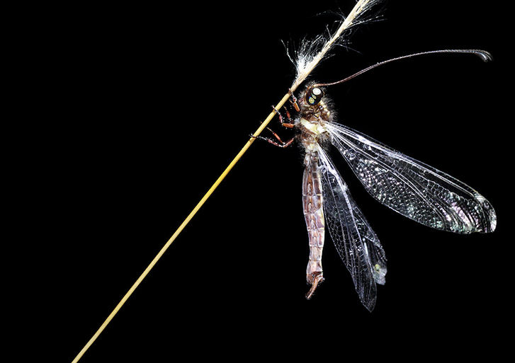 Zhong Ming's Book of Insects