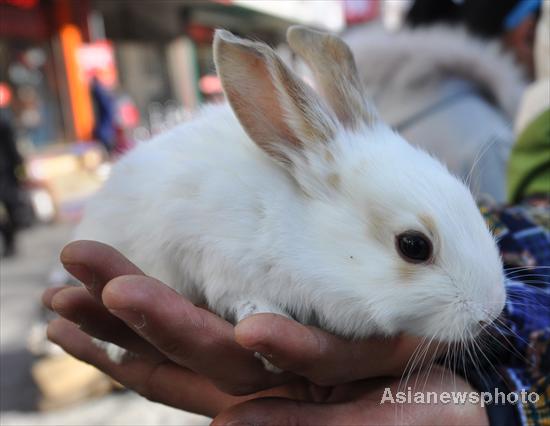 Atmosphere heats up ahead of Year of Rabbit