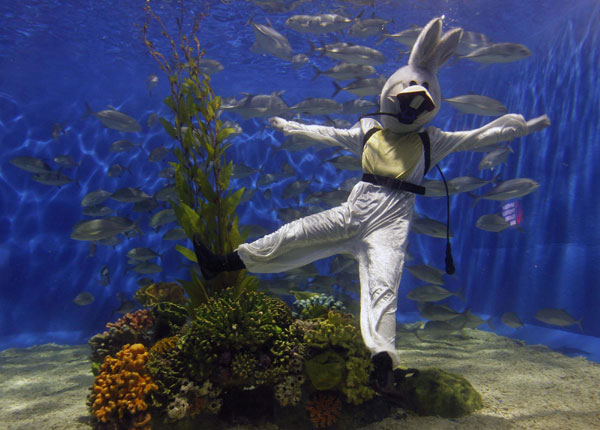 'Rabbit' dancing in the aquarium for New Year