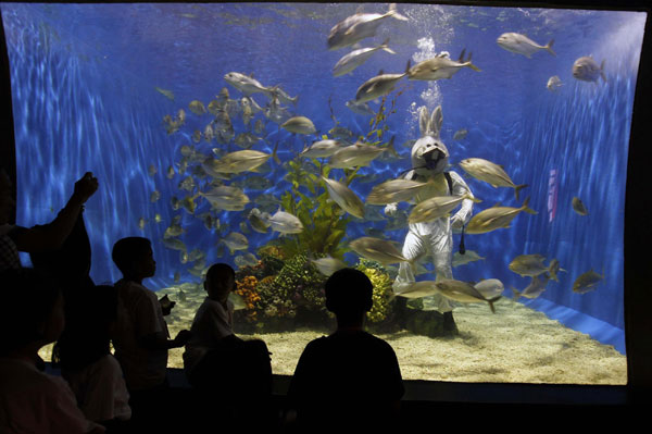 'Rabbit' dancing in the aquarium for New Year