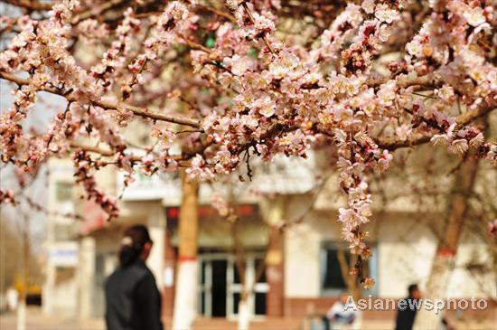 Apricot trees in blossom in spring