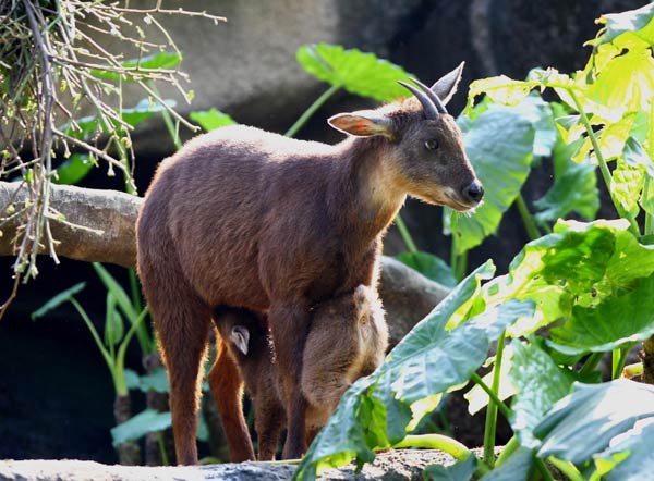 Taiwan children to zoo animals: Bon voyage!