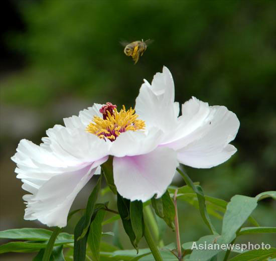 Peonies in full bloom in E China