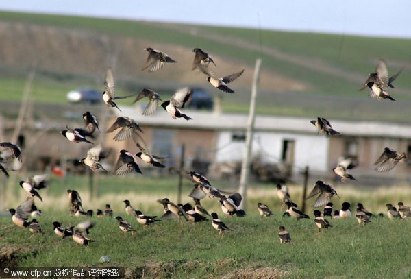 NW China fights locust plague