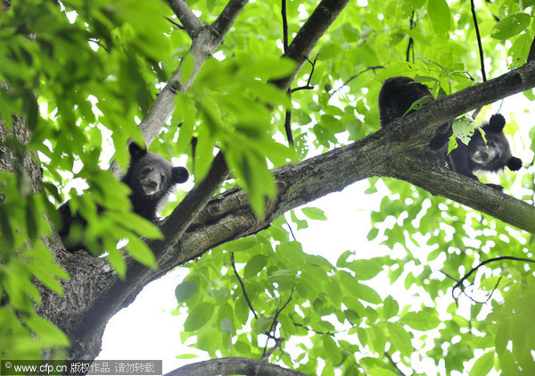 Farmer helps with the bear necessities of life