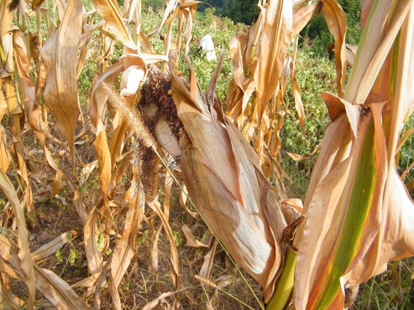 Brutal droughts plague China