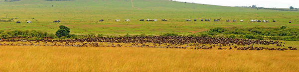 Gnus migrate across Mara River in Kenya