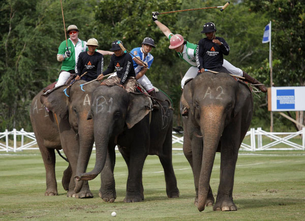 Elephant Polo in Thailand