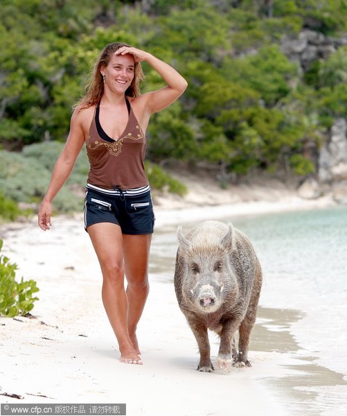 Idyllic life of a pet boar in Bahamas