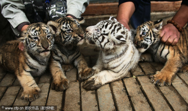 Showtime for tiger quadruplets, E China