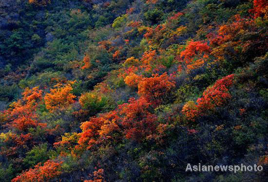 Autumn photos: Suburban Beijing