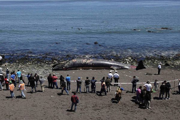 Whale found dead in Chile