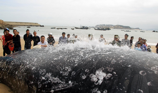 13.9-meter-long whale found dead in E China