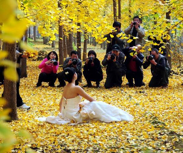 Beautiful gingkgo trees attract visitors