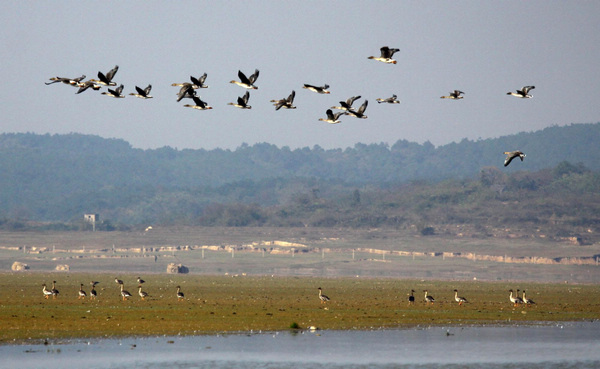 Migratory birds enjoy winter life in E China