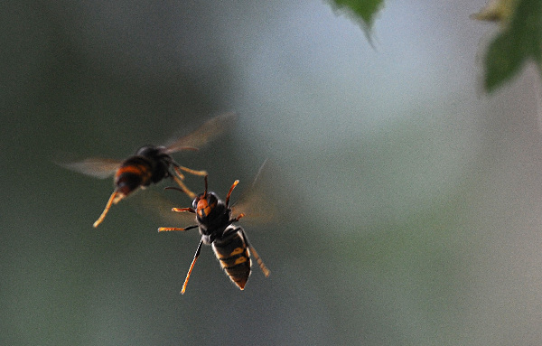 The war between wild bees and wasps