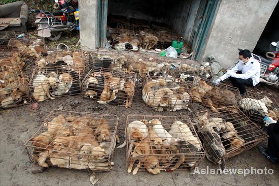 1,000 dogs saved from dining tables