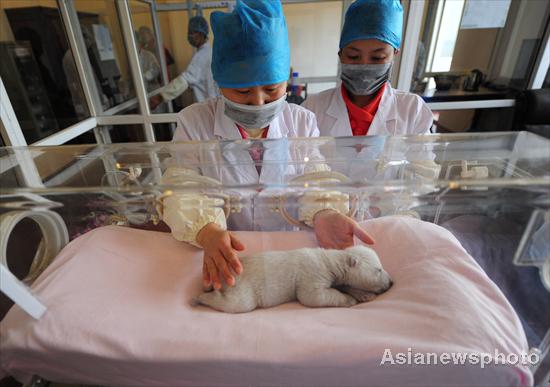 Newborn polar bear cub meets visitors