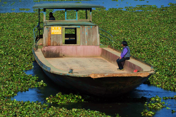 Invasive water plants clogging E China river