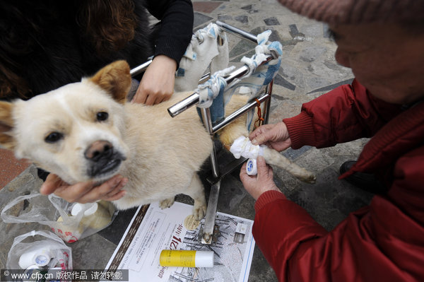 Accident leaves dog in wheelchair