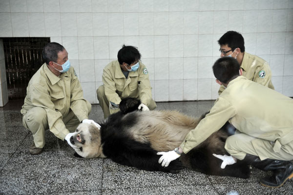 Blood collected from panda