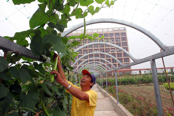 Roof vegetable garden feeds workers