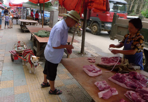 'Hubai' the helpful dog