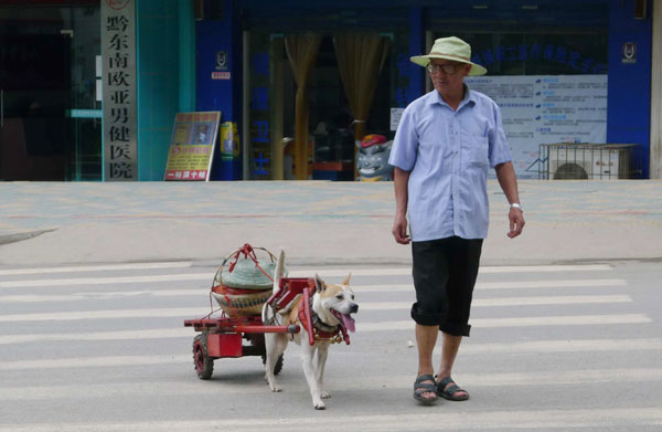 'Hubai' the helpful dog