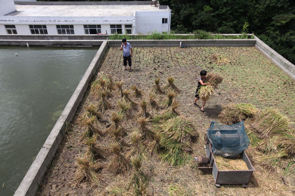 Harvest on the roof