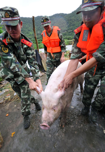 Animals protected as typhoon approaches